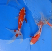 6" Fantail Sarasa Goldfish - 8 ct 