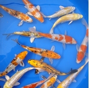 6" Premium Koi - 8 ct