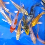 5" Select Butterfly Koi - 12 ct