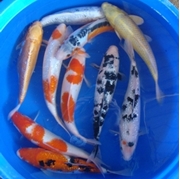 17" Select Koi - 1 ct