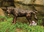 Aquascape Naughty Dog Spitter W/ Pump
