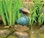 Aquascape Toucan Spitter w/ Pump