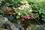 Aquascape Alligator Spitter w/ Pump