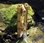 Aquascape Deer Scarer Bamboo Fountain W/ Pump
