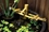 Aquascape Adjustable Pouring Bamboo Fountain