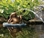 Aquascape Lazy Frog On Lily Pad Spitter W/ Pump