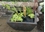 Aquascape Aquatic Patio Pond- Textured Gray Slate 22" x 22" x 12"