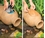 Pond Filter Urn 