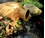 Aquascape Pond Filter Urn- Large