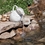 OASE White Pouring Pitcher