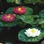 OASE Floating Lily Pads