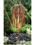 Picture for category Aqua Bella Copper Fountains