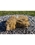 AquaBella Horseshoe Falls Complete Fountain Kit