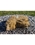 AquaBella Horseshoe Falls Complete Fountain Kit